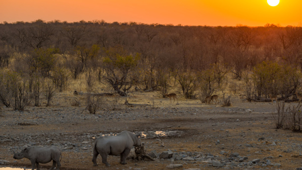 Une saison dans la savane © FTV Une saison dans la savane © FTV