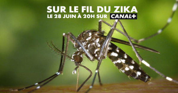Inédit: Un documentaire consacré au Zika en Outre-Mer, le 28 juin sur Canal+