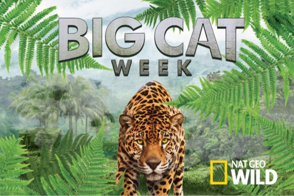Big Cat Week: Une semaine de documentaires consacrée aux félins sur Nat Geo Wild Big Cat Week: Une semaine de documentaires consacrée aux félins sur Nat Geo Wild
