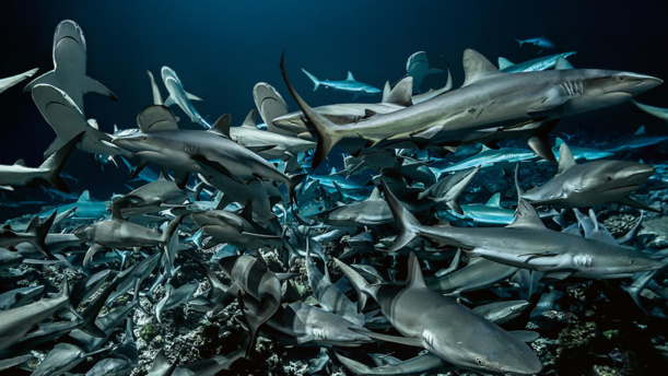 © Le 5e rêve / Laurent Ballestra © Le 5e rêve / Laurent Ballestra