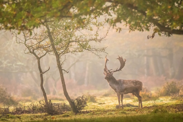 © Nat Geo Wild © Nat Geo Wild