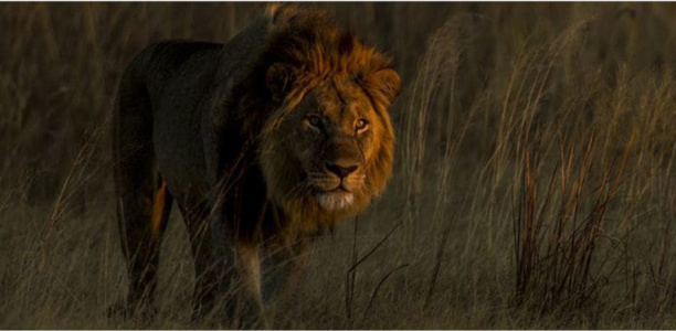 © National Geographic Wild © National Geographic Wild