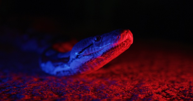 © National Geographic Wild © National Geographic Wild