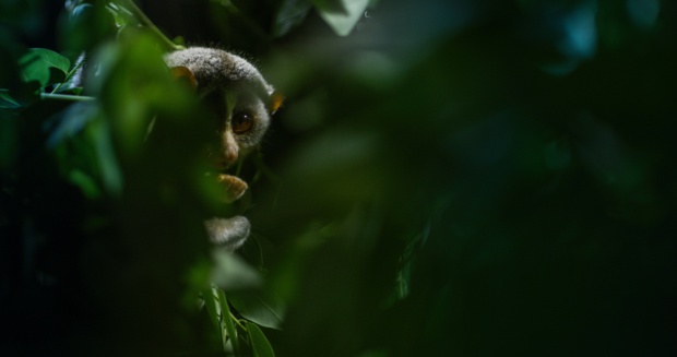 © National Geographic Wild © National Geographic Wild