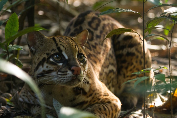 © National Geographic © National Geographic