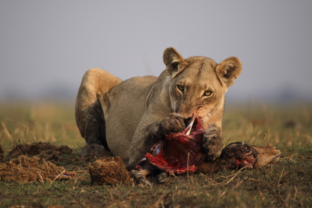 © Nat Geo Wild © Nat Geo Wild