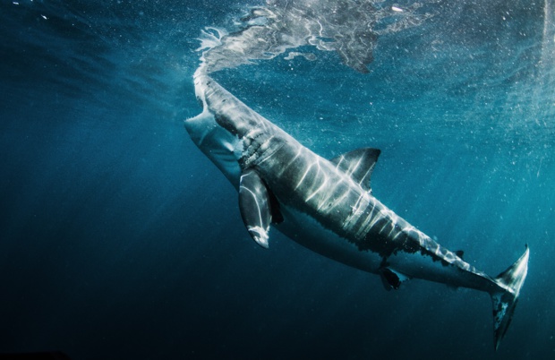 © National Geographic Wild © National Geographic Wild