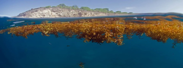 Conférence Internationale sur les Sargasses du 23 au 26 octobre: Les trois antennes de Guadeloupe La 1ère au rendez-vous Conférence Internationale sur les Sargasses du 23 au 26 octobre: Les trois antennes de Guadeloupe La 1ère au rendez-vous