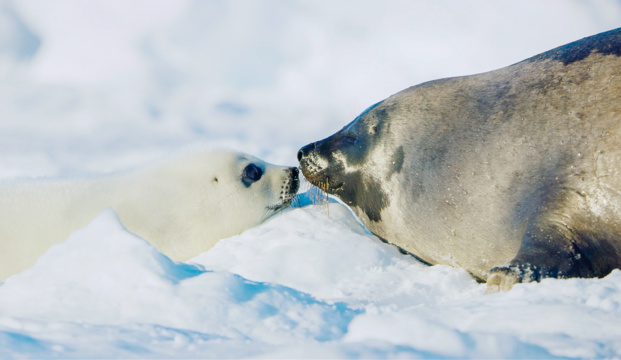 © National Geographic Wild © National Geographic Wild