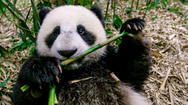 © National Geographic Wild © National Geographic Wild