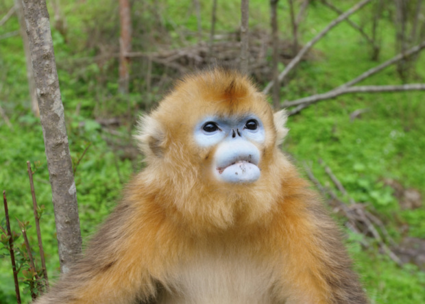 © National Geographic Wild © National Geographic Wild