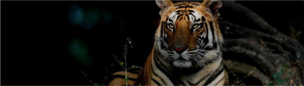 Les grands felins du monde à l'honneur sur National Geographic Wild à partir du 5 février Les grands felins du monde à l'honneur sur National Geographic Wild à partir du 5 février