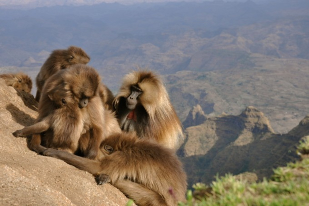 National Geographic Wild met le cap sur l’Afrique et dévoile les beautés de la vie sauvage luxuriante du continent africain avec "Destination Wild : les merveilles de l’Afrique" National Geographic Wild met le cap sur l’Afrique et dévoile les beautés de la vie sauvage luxuriante du continent africain avec "Destination Wild : les merveilles de l’Afrique"