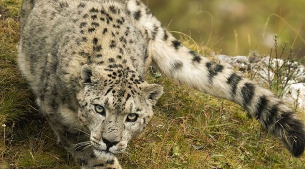 Ushuaïa TV - Festival de Ménigoute: Appel à projets pour la 1ère édition du Prix Ushuaïa TV du film Nature Ushuaïa TV - Festival de Ménigoute: Appel à projets pour la 1ère édition du Prix Ushuaïa TV du film Nature