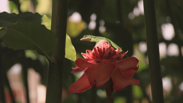 L'art des jardins en Martinique à retrouver ce dimanche dans Passion Outremer sur France Ô L'art des jardins en Martinique à retrouver ce dimanche dans Passion Outremer sur France Ô