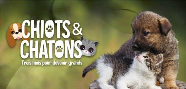 La nouvelle série documentaire "Chiots & Chatons 3 mois pour devenir grands" à partir du 20 septembre sur C8 La nouvelle série documentaire "Chiots & Chatons 3 mois pour devenir grands" à partir du 20 septembre sur C8