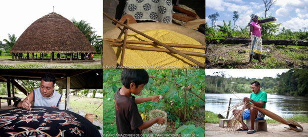crédit photos: Parc Amazonien de Guyane crédit photos: Parc Amazonien de Guyane