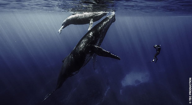 "Quand les baleines et tortues nous montrent le chemin" le documentaire de Rémy TEZIER sur Ushuaïa TV, le 13 novembre