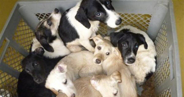 Les conditions animalières en Nouvelle-Calédonie à la loupe dans "Les sans voix" le 29 novembre sur Nouvelle-Calédonie La 1ère Les conditions animalières en Nouvelle-Calédonie à la loupe dans "Les sans voix" le 29 novembre sur Nouvelle-Calédonie La 1ère