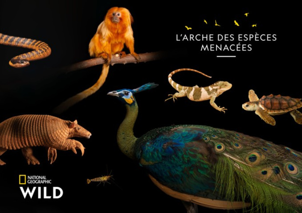 « L’arche des espèces menacées » issue du projet du photographe Joël Sartore de retour pour une nouvelle saison le 9 décembre sur National Geographic Wild « L’arche des espèces menacées » issue du projet du photographe Joël Sartore de retour pour une nouvelle saison le 9 décembre sur National Geographic Wild