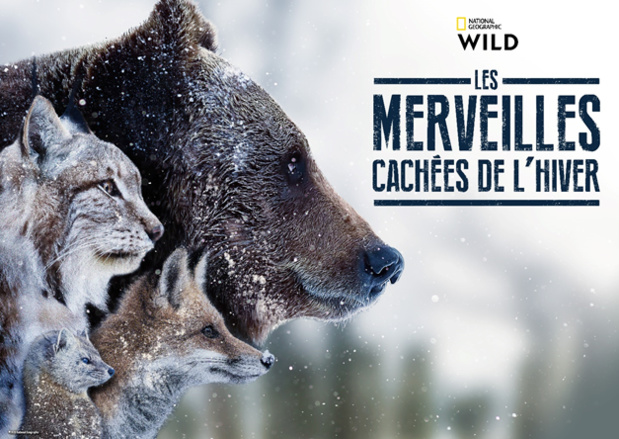 La vie des espèces sauvages sur trois continents différents dans « Les merveilles cachées de l'hiver », le 13 janvier sur National Geographic Wild La vie des espèces sauvages sur trois continents différents dans « Les merveilles cachées de l'hiver », le 13 janvier sur National Geographic Wild