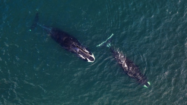 "A la recherche des géants des mers": Discovery Family célèbre le 19 février la journée internationale des baleines