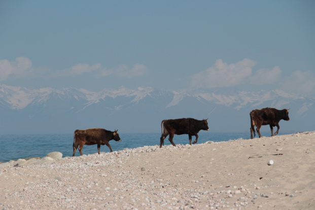 Le Kirghiszistan à l'honneur dans le film documentaire "Kirghizistan, la croisée des chemins" de Romain Arazm Le Kirghiszistan à l'honneur dans le film documentaire "Kirghizistan, la croisée des chemins" de Romain Arazm