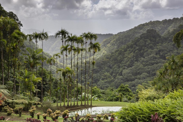 Jardin de Balata (Fort-de-France) Jardin de Balata (Fort-de-France)