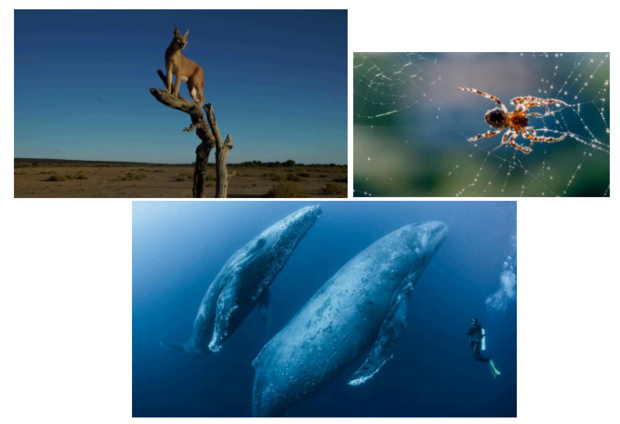 Plongée dans le monde animal dés le 6 juillet sur Discovery Science Plongée dans le monde animal dés le 6 juillet sur Discovery Science