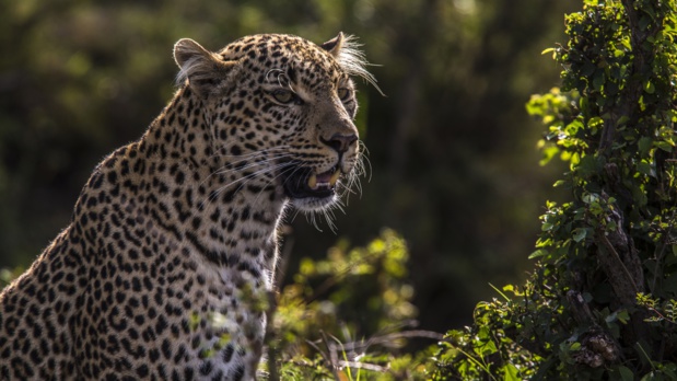 Léopard aux yeux de jade Léopard aux yeux de jade