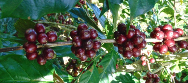 Nouvelle-Calédonie La 1ère: Le café calédonien à l'honneur dans un documentaire inédit le 7 septembre Nouvelle-Calédonie La 1ère: Le café calédonien à l'honneur dans un documentaire inédit le 7 septembre