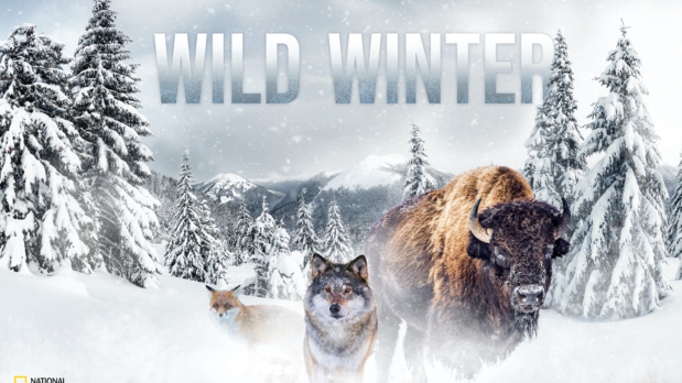 "Wild Winter" : Programmation spéciale hiver du 20 au 31 décembre sur National Geographic Wild "Wild Winter" : Programmation spéciale hiver du 20 au 31 décembre sur National Geographic Wild