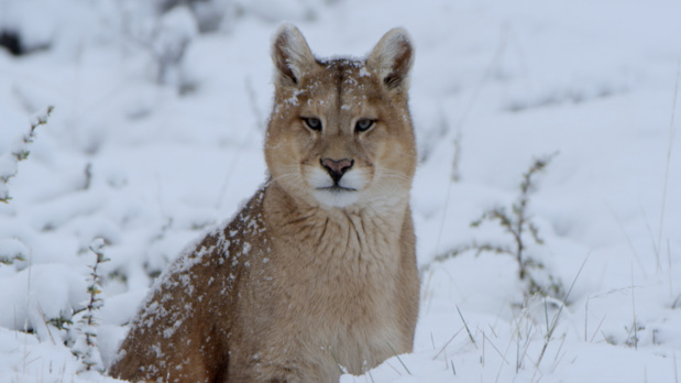 "Wild Winter" : Programmation spéciale hiver du 20 au 31 décembre sur National Geographic Wild "Wild Winter" : Programmation spéciale hiver du 20 au 31 décembre sur National Geographic Wild