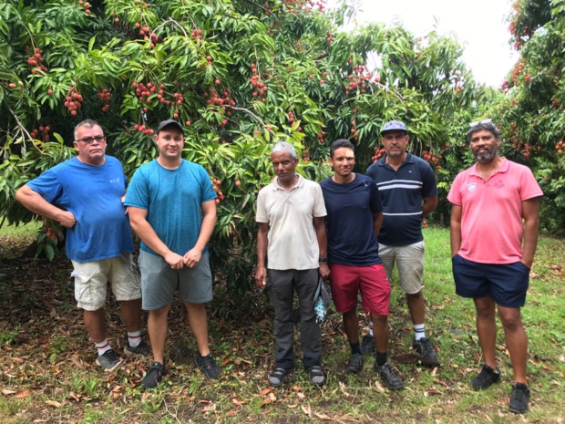 Première saison de letchis pour les 350 agriculteurs réunionnais à la tête de Colipays Première saison de letchis pour les 350 agriculteurs réunionnais à la tête de Colipays