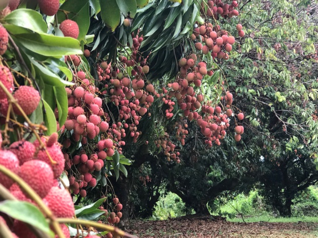Première saison de letchis pour les 350 agriculteurs réunionnais à la tête de Colipays Première saison de letchis pour les 350 agriculteurs réunionnais à la tête de Colipays