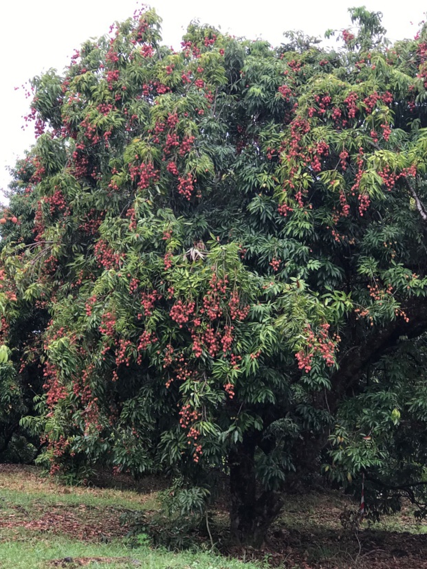 Première saison de letchis pour les 350 agriculteurs réunionnais à la tête de Colipays Première saison de letchis pour les 350 agriculteurs réunionnais à la tête de Colipays