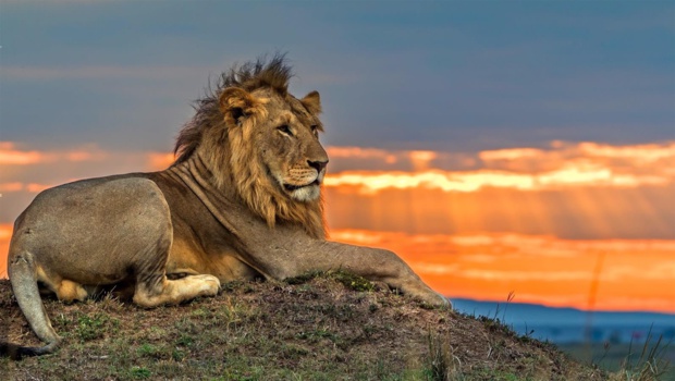 Inédit : "Sur les traces des fauves" dés ce mardi sur Discovery Family Inédit : "Sur les traces des fauves" dés ce mardi sur Discovery Family