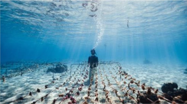 La Polynésie française à l'honneur dans une série documentaire inédite, en juin sur Ushuaïa TV La Polynésie française à l'honneur dans une série documentaire inédite, en juin sur Ushuaïa TV