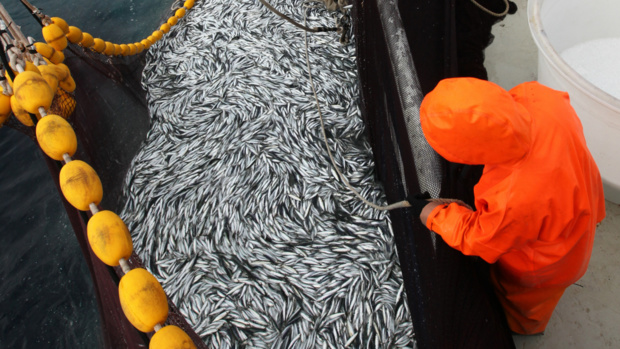 L'avenir de l'aquaculture et de la pêche à Saint-Pierre et Miquelon abordé ce jeudi sur Saint-Pierre-Et-Miquelon La 1ère L'avenir de l'aquaculture et de la pêche à Saint-Pierre et Miquelon abordé ce jeudi sur Saint-Pierre-Et-Miquelon La 1ère