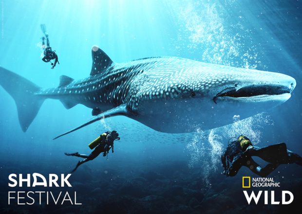 Le "Shark Festival" de retour avec 12h de programmation originale dès le 4 mai sur National Geographic Wild Le "Shark Festival" de retour avec 12h de programmation originale dès le 4 mai sur National Geographic Wild