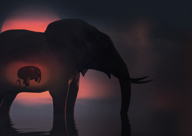 © National Geographic Wild © National Geographic Wild