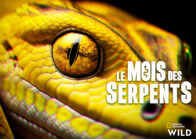 En mars, les serpents sont à l’honneur sur National Geographic Wild