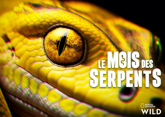 En mars, les serpents sont à l’honneur sur National Geographic Wild En mars, les serpents sont à l’honneur sur National Geographic Wild