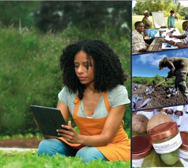 Les inscriptions pour la 2ème édition du concours
AGREEN STARTUP Guadeloupe autour de la transition agro-écologique sont ouvertes ! Les inscriptions pour la 2ème édition du concours
AGREEN STARTUP Guadeloupe autour de la transition agro-écologique sont ouvertes !