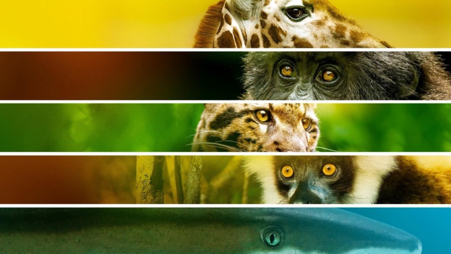 Les espèces menacées à l'honneur sur Discovery Channel Les espèces menacées à l'honneur sur Discovery Channel