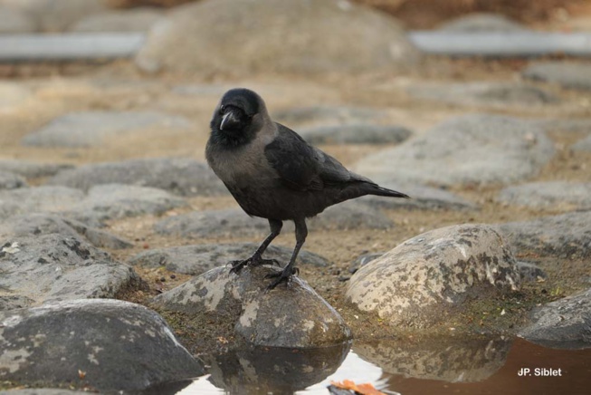 Corbeau Familier Corbeau Familier
