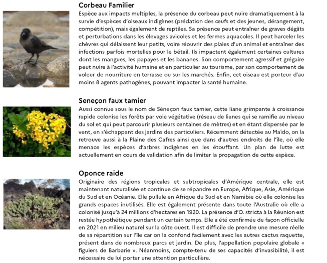 Ensemble, protégez la biodiversité réunionnaise en signalant les espèces invasives sur un nouveau site dédié Ensemble, protégez la biodiversité réunionnaise en signalant les espèces invasives sur un nouveau site dédié