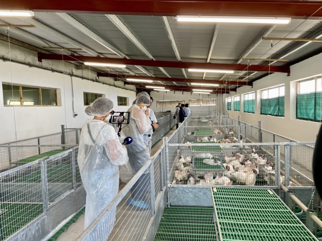 Elevage cunicole en parcs avec mezzanine à la plaine des grègues Elevage cunicole en parcs avec mezzanine à la plaine des grègues