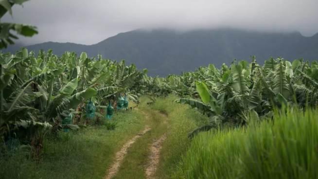 © 13Prods / Vitamine C © 13Prods / Vitamine C