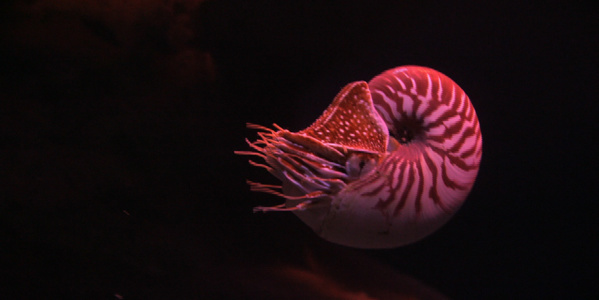 La Nouvelle-Calédonie à l'honneur ce soir dans "Horizon Pacifique" sur Polynésie 1ère La Nouvelle-Calédonie à l'honneur ce soir dans "Horizon Pacifique" sur Polynésie 1ère